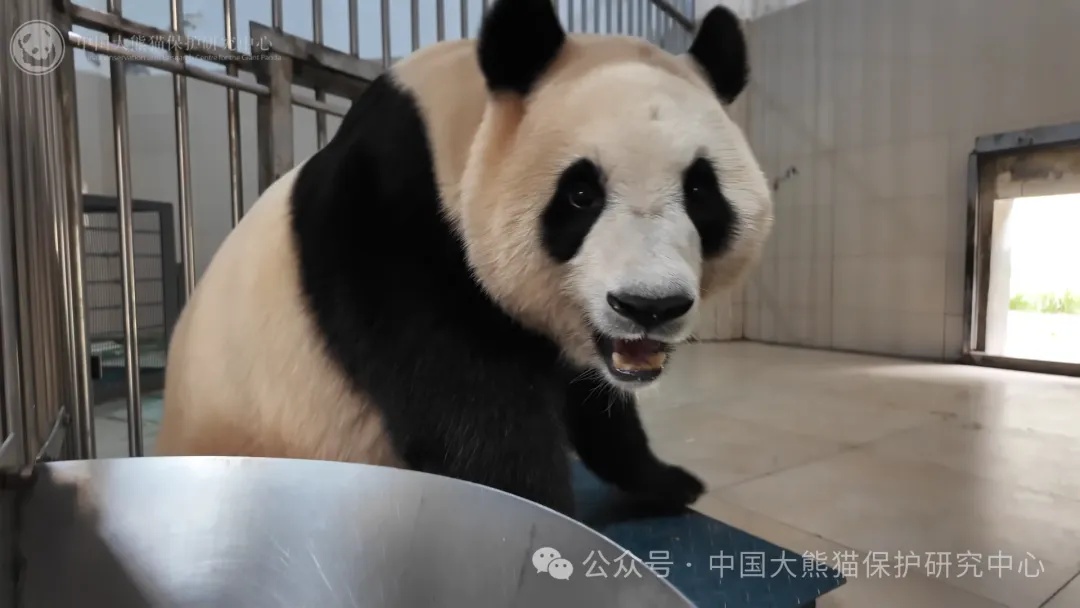 定了!大熊猫“福宝”6月12日正式亮相! 定了!大熊猫“福宝”6月12日正式亮相!