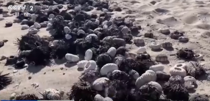 大批海胆不明原因死亡！神秘的瘟疫或正蔓延全球海洋