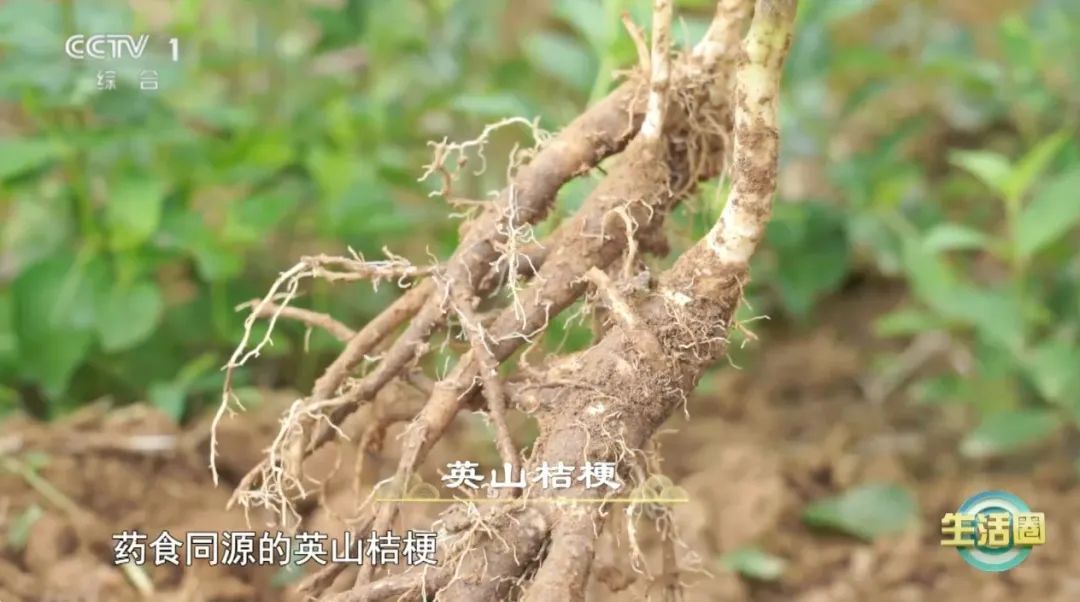 【养生】夏季养生的关键在于它!让你阳气足、气色好、少生病 【养生】夏季养生的关键在于它!让你阳气足、气色好、少生病