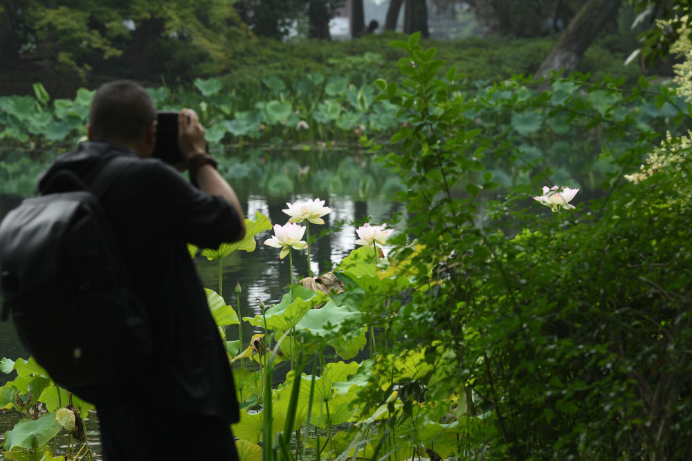 西湖荷花开 西湖荷花开
