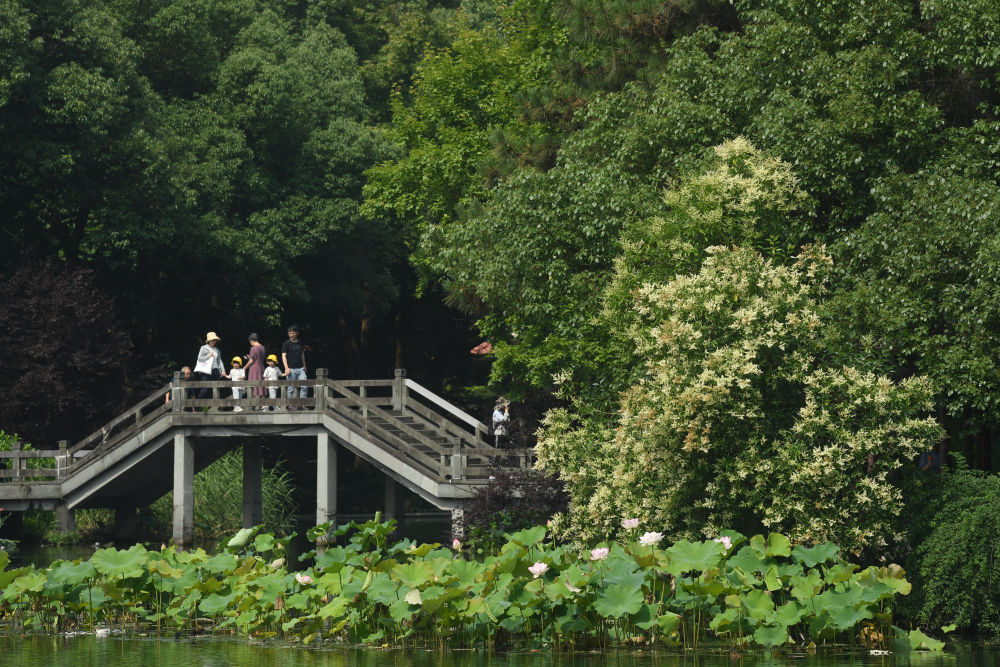 西湖荷花开 西湖荷花开