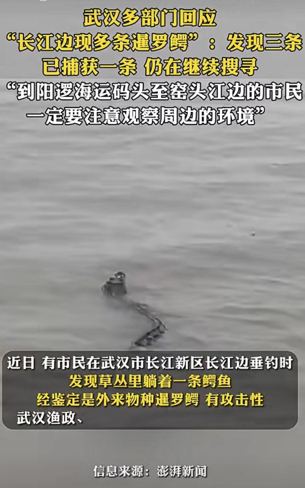 “长江边发现鳄鱼” 三条已抓到一条，武汉多部门回应