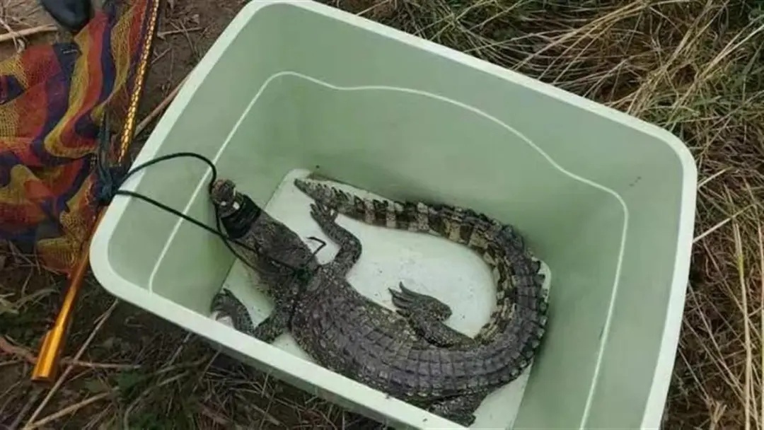 武汉江边发现鳄鱼,最新消息 武汉江边发现鳄鱼,最新消息