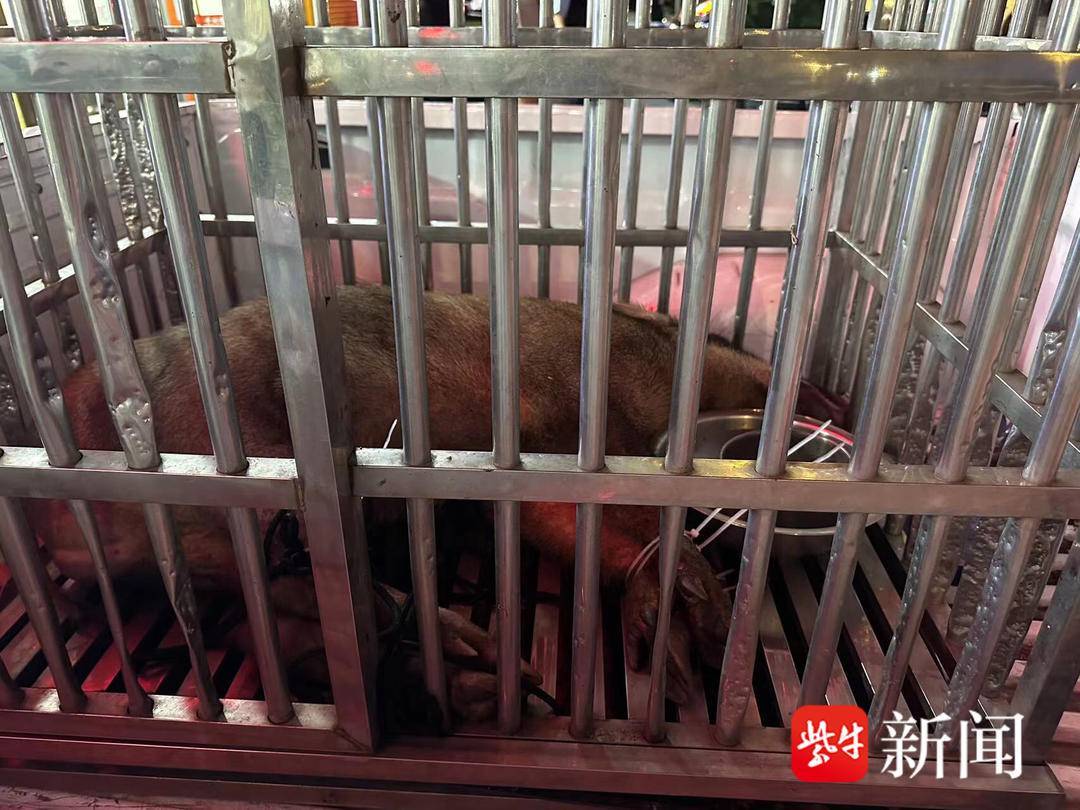 “二师兄”又下山巡视啦,南京警察蜀黍送你回家 “二师兄”又下山巡视啦,南京警察蜀黍送你回家