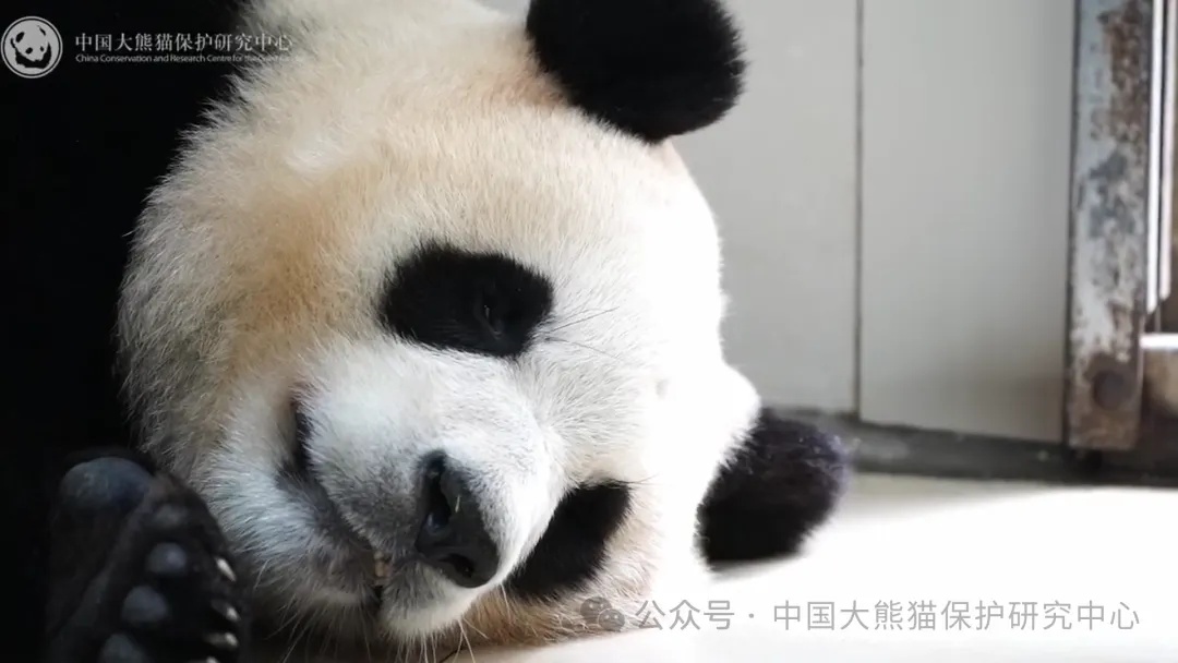 定了!大熊猫“福宝”6月12日正式亮相! 定了!大熊猫“福宝”6月12日正式亮相!