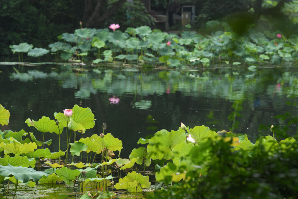 西湖荷花开 西湖荷花开