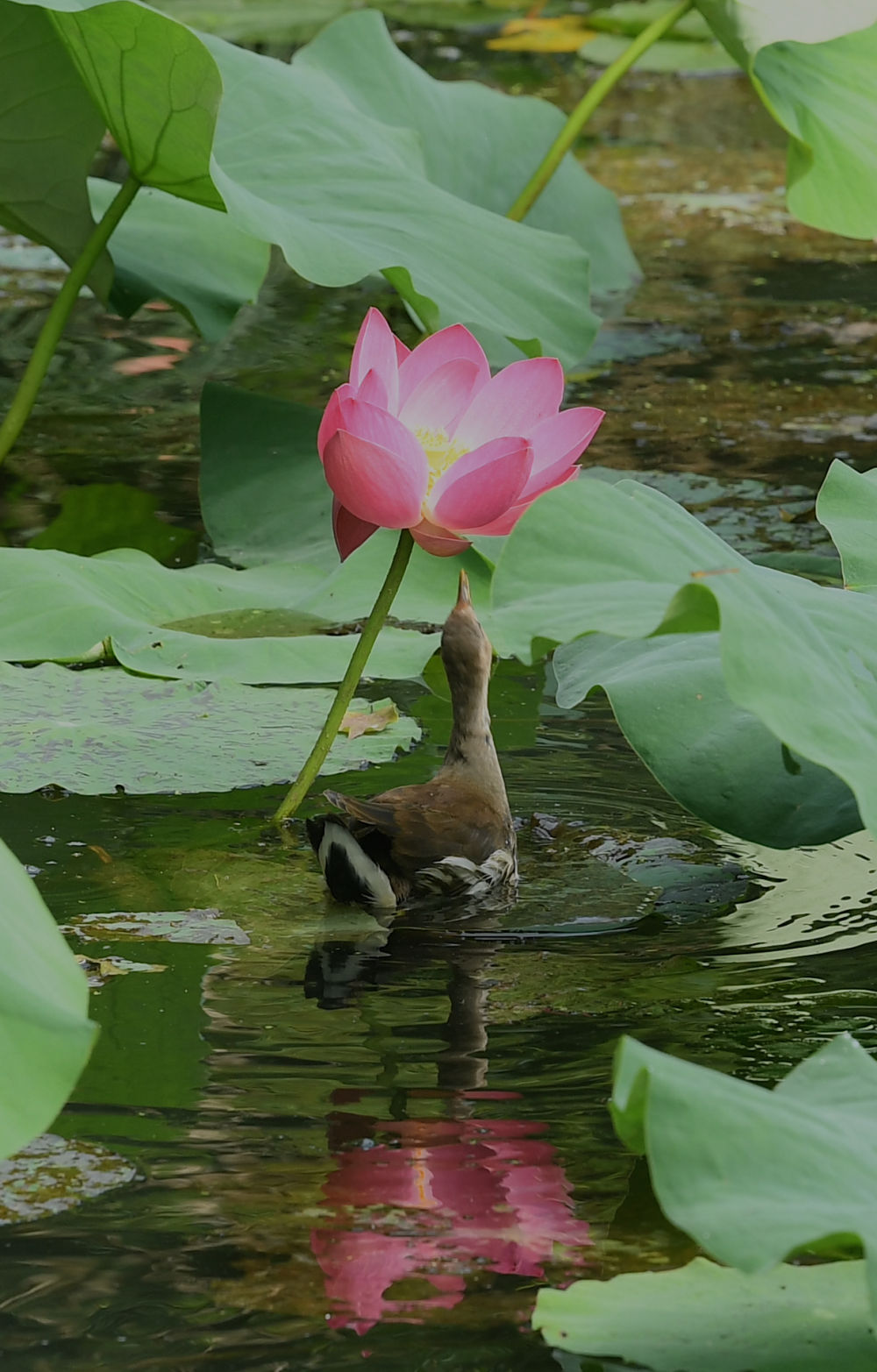 西湖荷花开 西湖荷花开