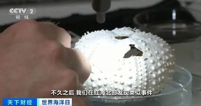 大批海胆不明原因死亡！神秘的瘟疫或正蔓延全球海洋