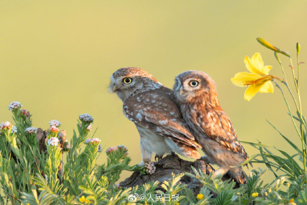 怕不是行走在鸟界的表情包