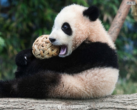 期待“福宝”，闪亮登场！看福宝的最佳时间来了