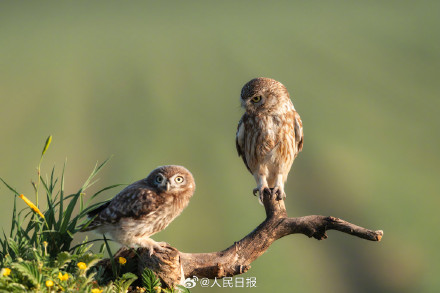 怕不是行走在鸟界的表情包