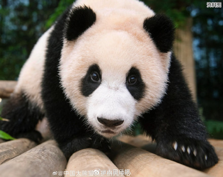 期待“福宝”，闪亮登场！看福宝的最佳时间来了