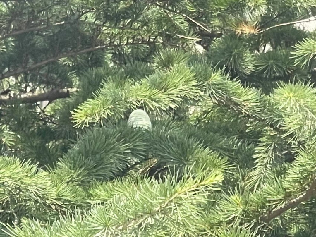极其罕见！阜阳一市民在高考日发现……