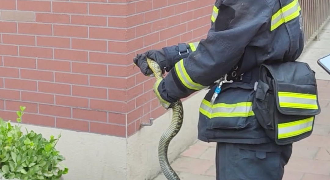 大花蛇闯高考考场！消防员将其“控制”