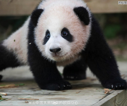 期待“福宝”，闪亮登场！看福宝的最佳时间来了