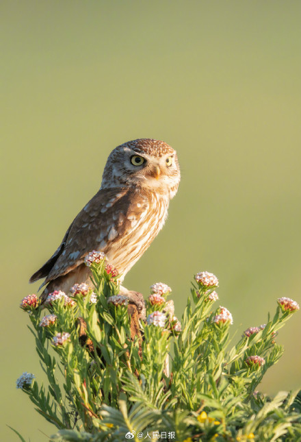 怕不是行走在鸟界的表情包