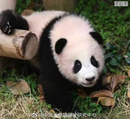 期待“福宝”，闪亮登场！看福宝的最佳时间来了