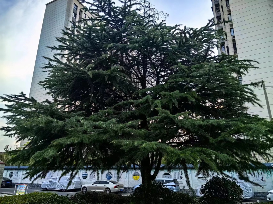 极其罕见！阜阳一市民在高考日发现……
