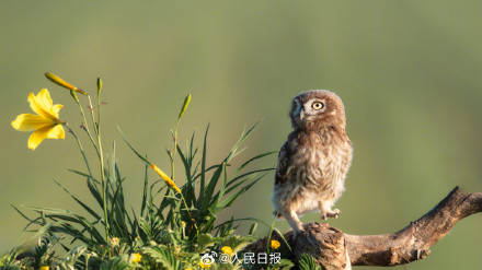 怕不是行走在鸟界的表情包