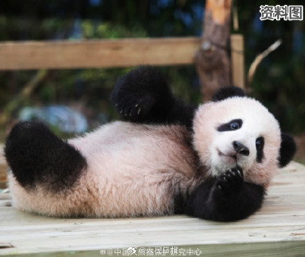 期待“福宝”，闪亮登场！看福宝的最佳时间来了