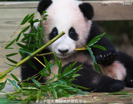 期待“福宝”，闪亮登场！看福宝的最佳时间来了