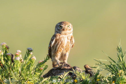 怕不是行走在鸟界的表情包
