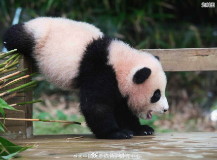 期待“福宝”，闪亮登场！看福宝的最佳时间来了