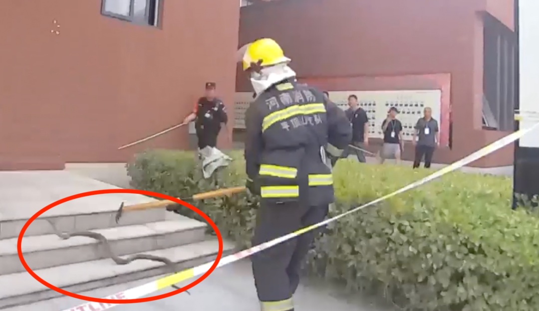 大花蛇闯高考考场！消防员将其“控制”