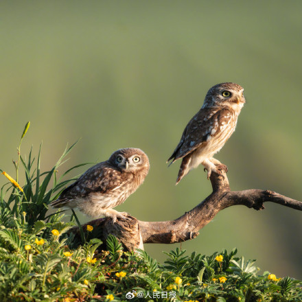 怕不是行走在鸟界的表情包