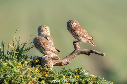 怕不是行走在鸟界的表情包