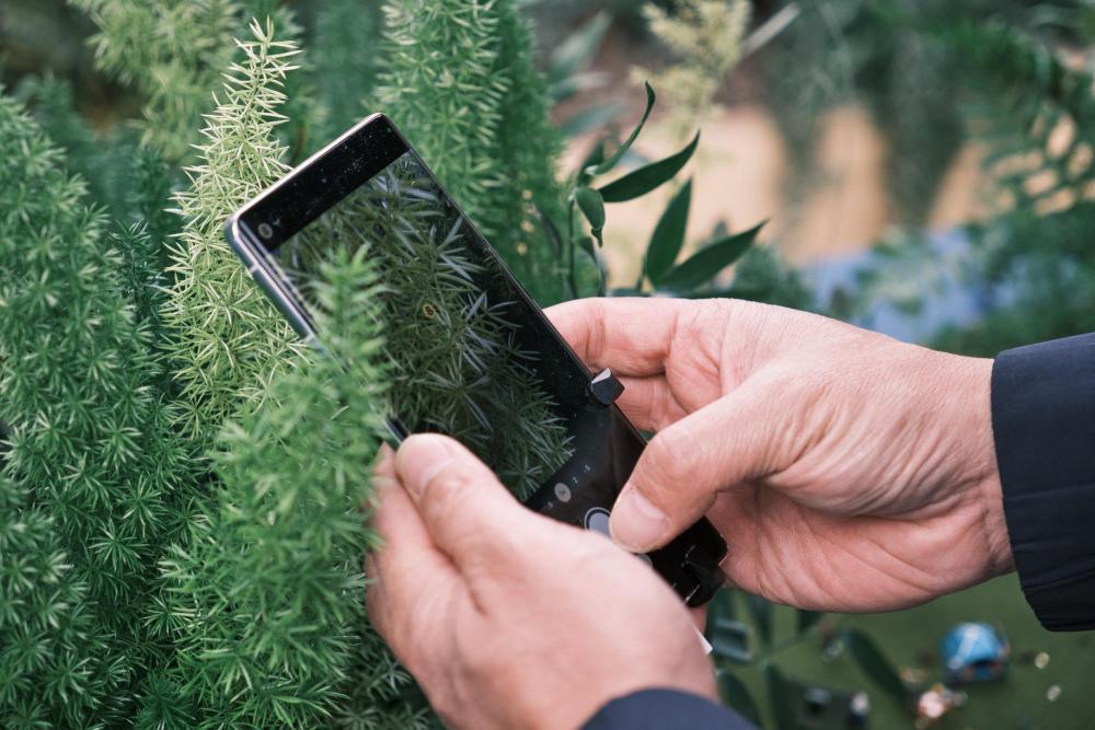 减少看屏幕时间 欧美重拾“笨手机”