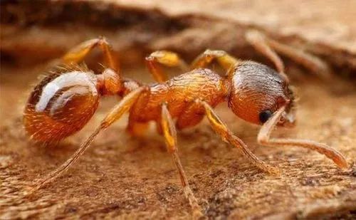 看到立刻远离！长沙已发现50个疑似活动位置！