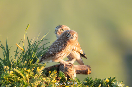 怕不是行走在鸟界的表情包
