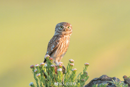 怕不是行走在鸟界的表情包