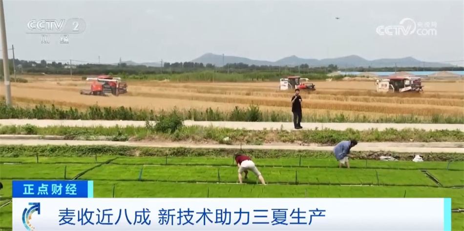 全国麦收进度已近八成 新技术、新措施扎实推进“三夏”生产