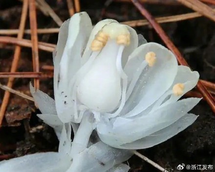 首次!清凉峰保护区发现这种花 首次!清凉峰保护区发现这种花