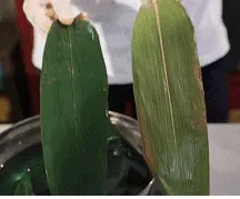 粽叶都会“返老还童”？千万别买这种……
