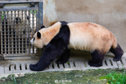 期待!福宝12日正式与公众见面 期待!福宝12日正式与公众见面