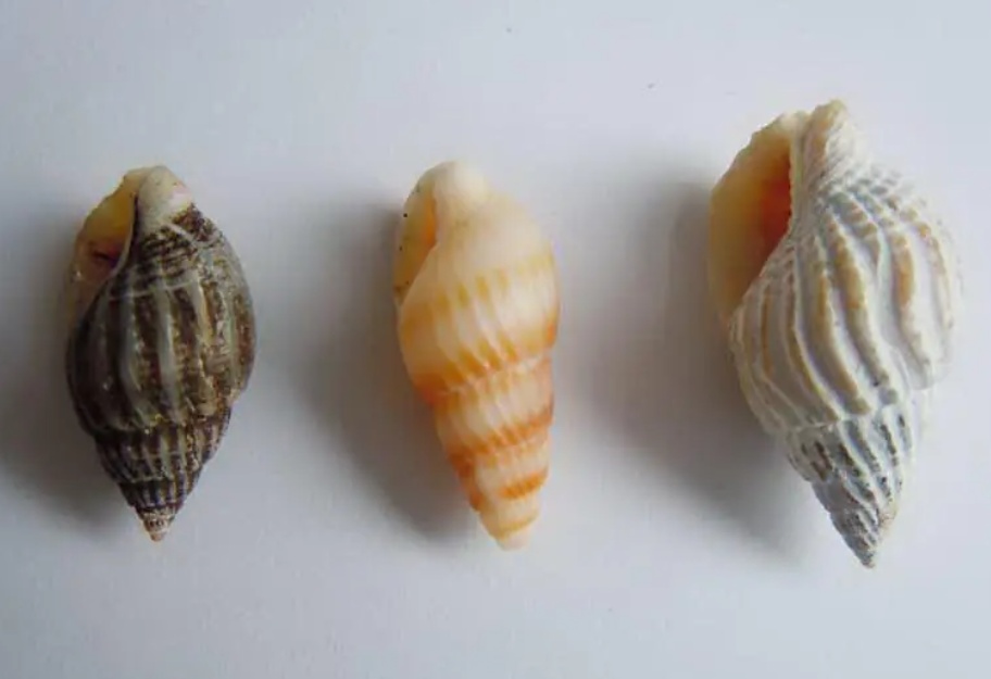 饭店非法出售织纹螺！含有河豚毒素，无特效解药