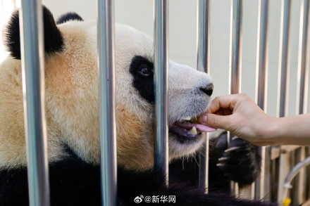 期待!福宝12日正式与公众见面 期待!福宝12日正式与公众见面