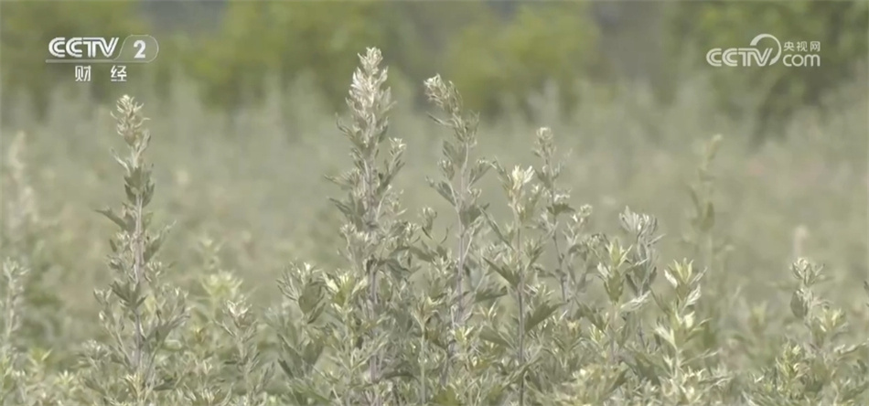 创意花束、香囊、洗浴包……艾草走俏 端午节消费“产业范儿”涌动热潮