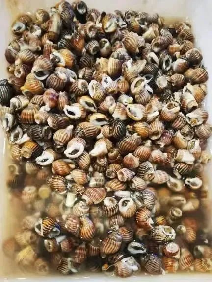 这东西千万别吃!海曙一餐馆售卖织纹螺,警方已介入 这东西千万别吃!海曙一餐馆售卖织纹螺,警方已介入