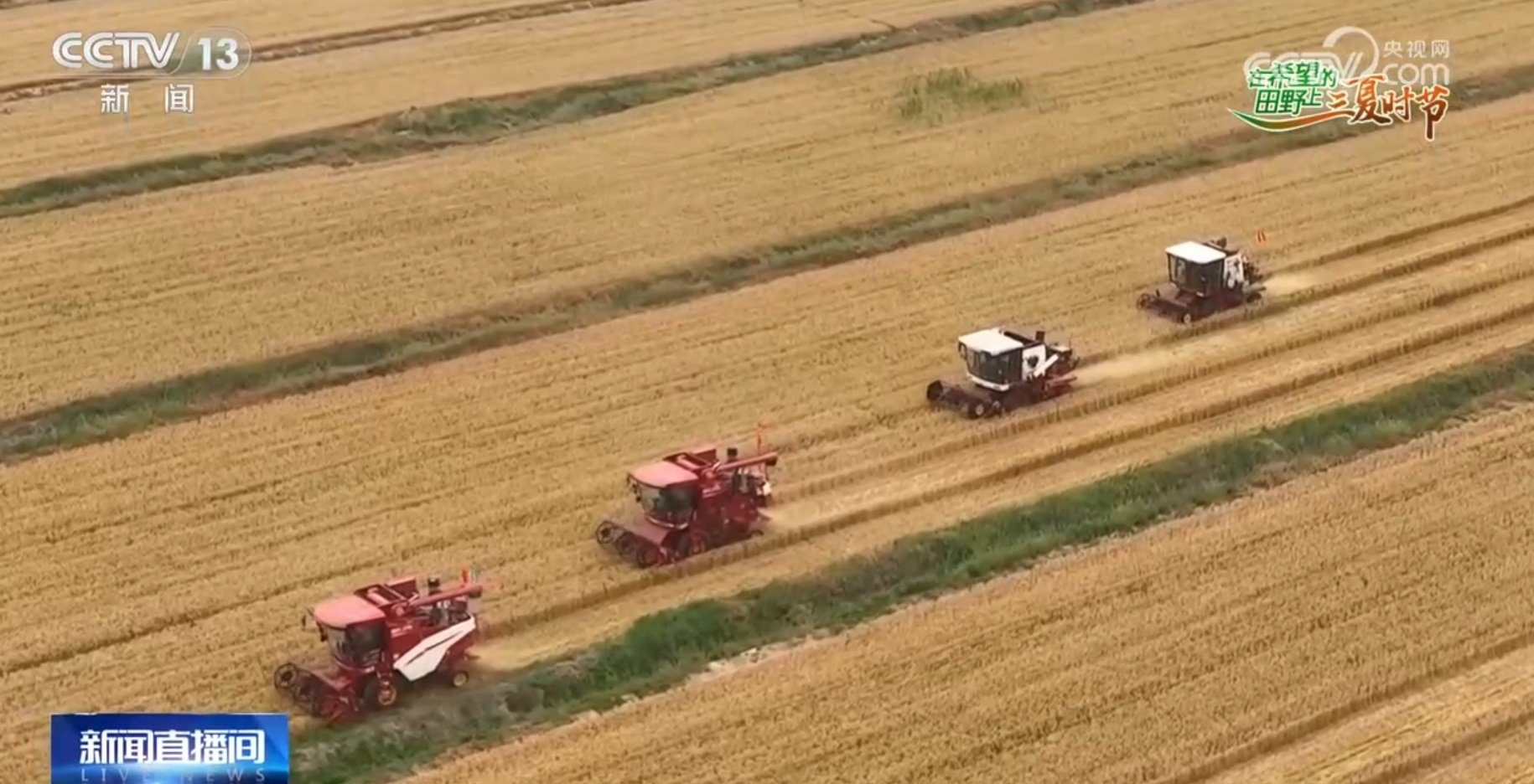 破“碱”重生提产量、壮产业 盐碱地治理助力端稳端牢“中国饭碗”