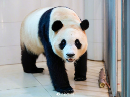 转发接“福”！福宝的福是福气的福