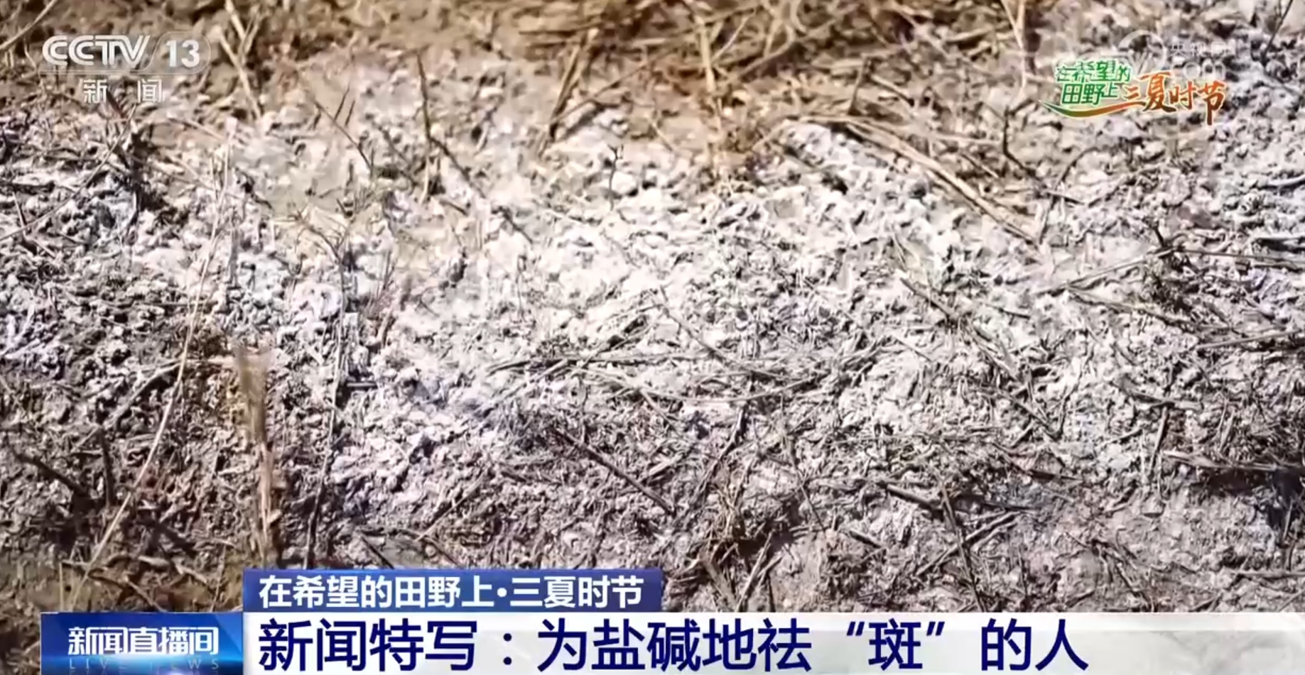 破“碱”重生提产量、壮产业 盐碱地治理助力端稳端牢“中国饭碗”