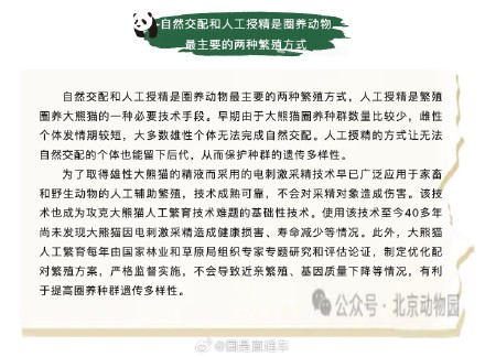北京动物园：电刺激采精对大熊猫没有伤害