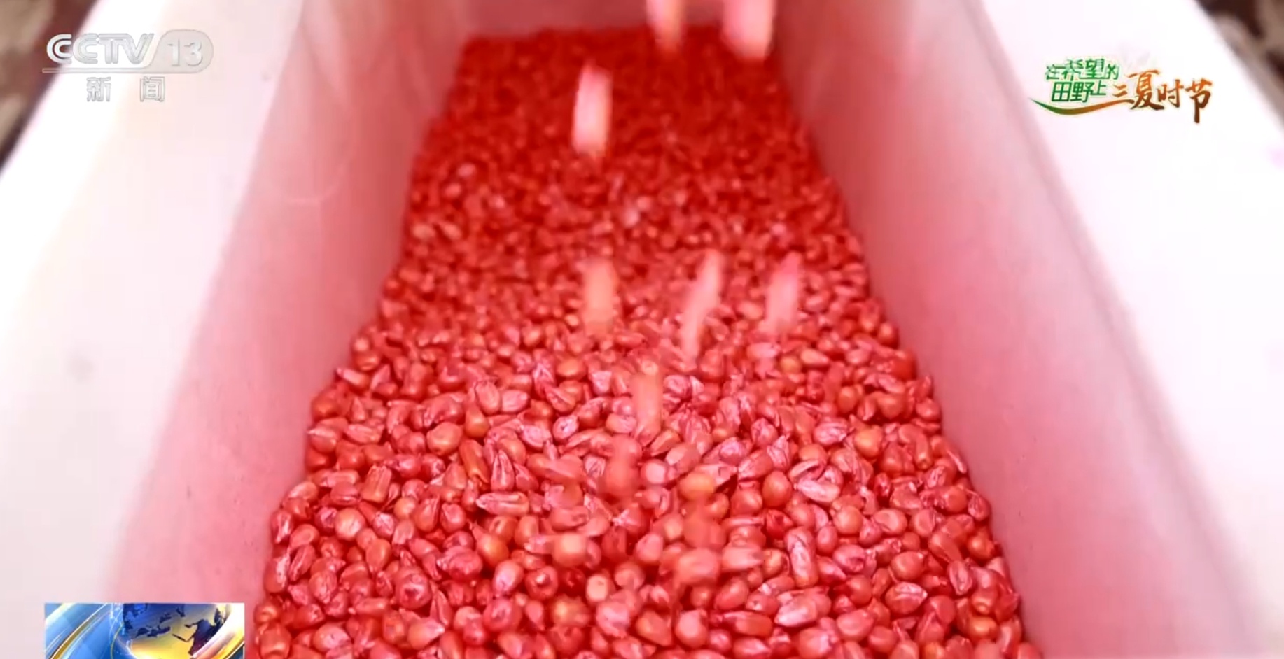 破“碱”重生提产量、壮产业 盐碱地治理助力端稳端牢“中国饭碗”