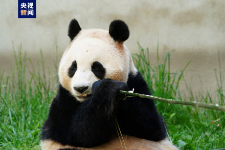 集“福”啦！一波福猪猪高清美图抢“鲜”看！