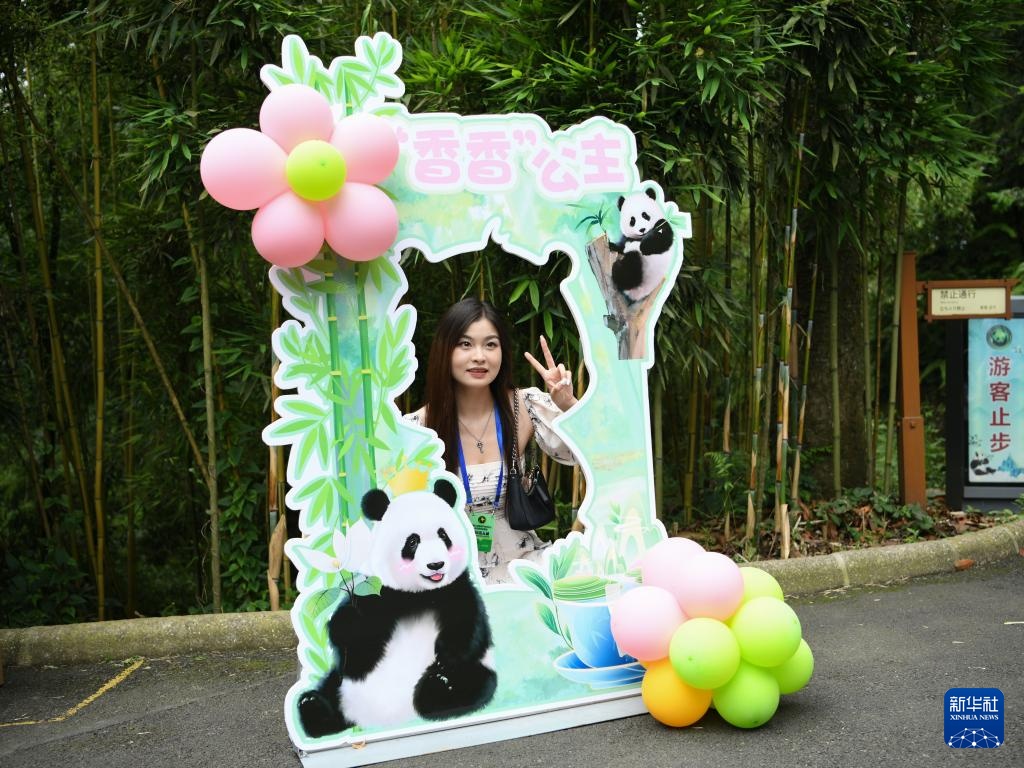 大熊猫“香香”迎来七岁生日