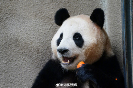 看福宝的最佳时间 看福宝的最佳时间